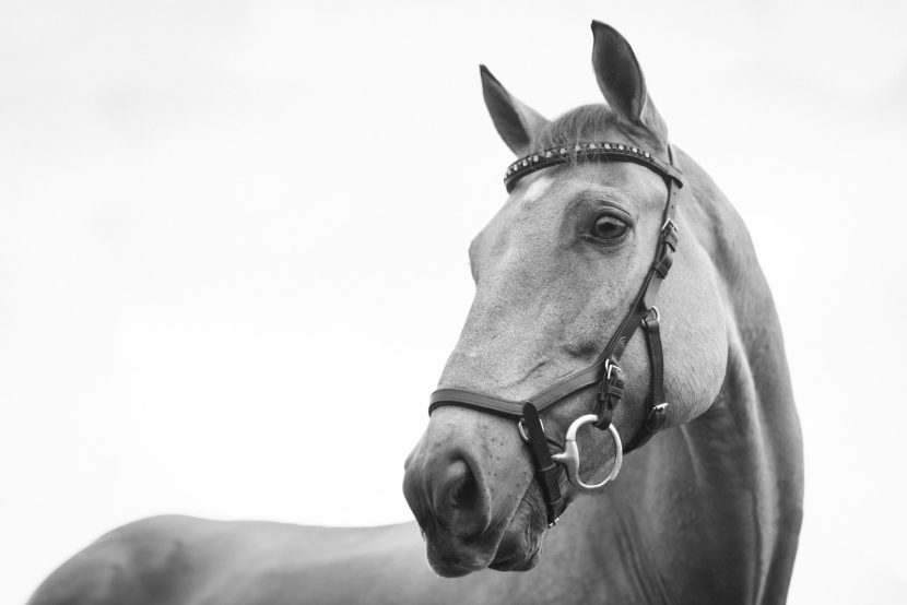 Otręby ryżowe dla koni – klucz do zdrowia, kondycji i witalności Twojego zwierzaka gray scale photo of horse